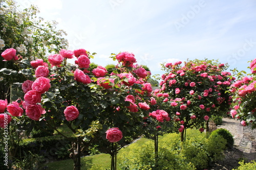 beautiful row of little trees with pink flowering roses in the garden in summer