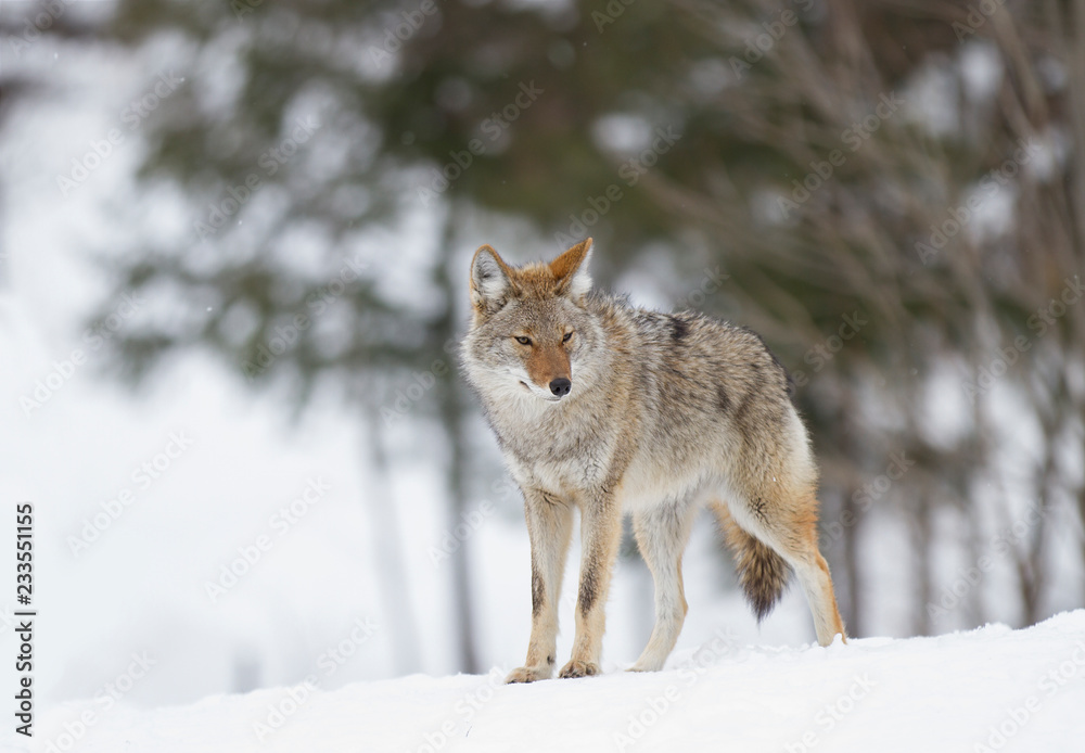 A lone coyote (Canis latrans) standing and hunting in the winter snow in Canada