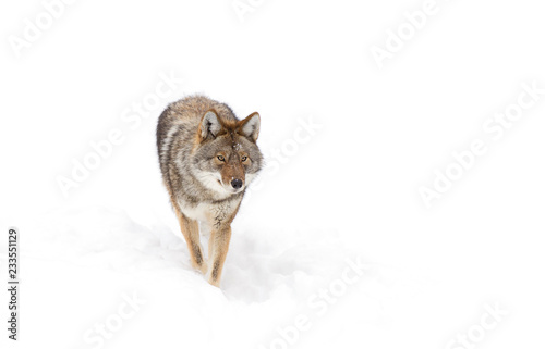 A lone coyote (Canis latrans) isolated on white background walking and hunting in the winter snow in Canada photo