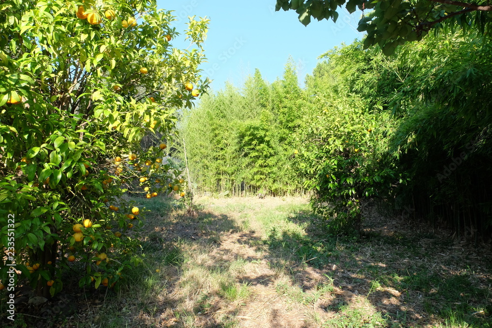 Fototapeta premium pomarańcza i bambus