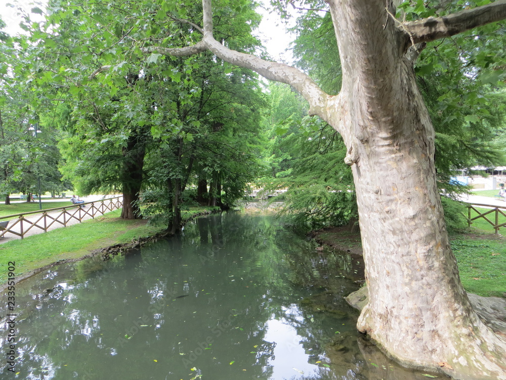 Trees on the sides of a river in a forest Trees on the sides of a river in a forest