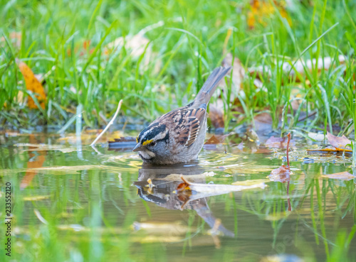 White-throated Sparrow
