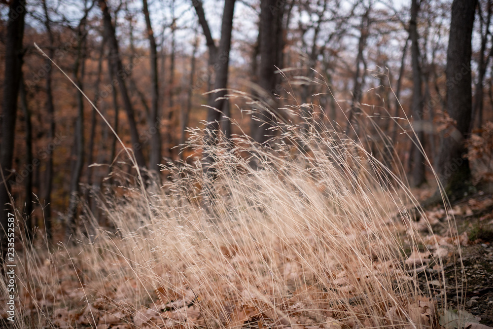 Fototapeta premium wald