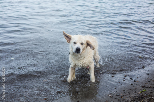 Portrait of cute and wet Golden Retriever dog shaking its head on the beach