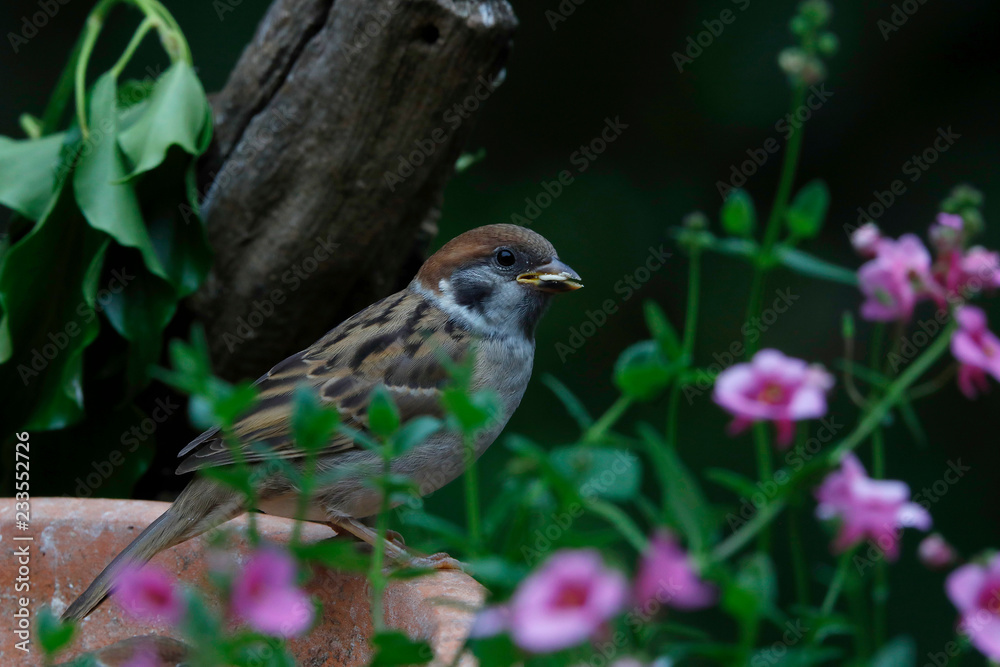 Eurasian tree sparrow (Passer montanus) Eurasian tree sparrow (Passer montanus)