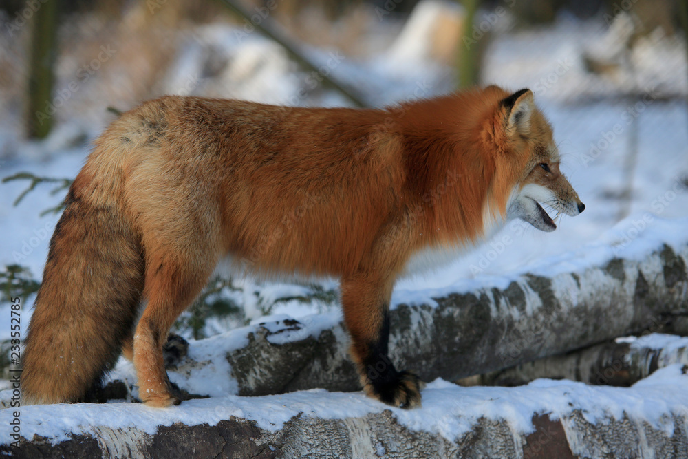 Obraz premium Red fox (Vulpes vulpes)