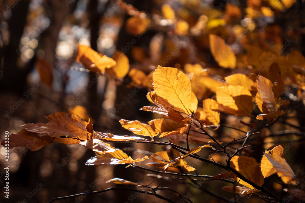 herbst herbst