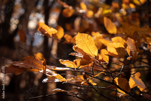 herbst