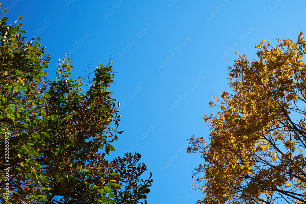trees branches yellow and green background sky trees branches yellow and green background sky