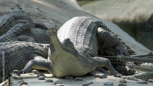 Gharial crocodile (Gavialis gangeticus), also known as the Gavial in Breeding Center