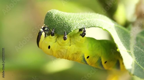 Sphinx of African death eating leaves of a plant of aubergines.