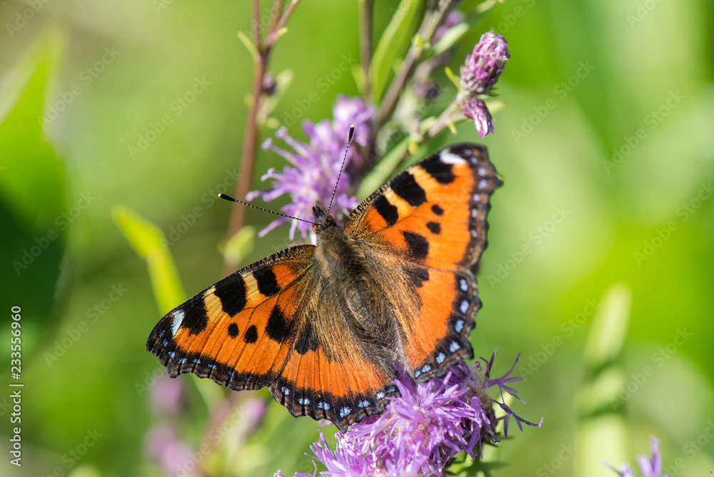 Lepidoptera, or butterflies (Lepidotera), are so attractive creatures that even people who dislike insects treat them favorably. summer 2018 Russia Lepidoptera, or butterflies (Lepidotera), are so attractive creatures that even people who dislike insects treat them favorably. summer 2018 Russia