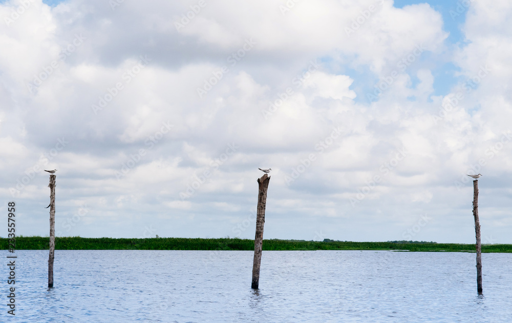 Obraz premium Whiskered Tern birds on wood poles against sky and landscape of Talay Noi Phatthalung - Thailand