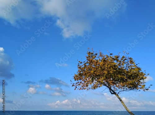 Fototapeta Naklejka Na Ścianę i Meble -  Autumn tree at the sea coast with yellow leaves