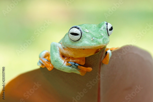 green tree frog, flying frog, java frog