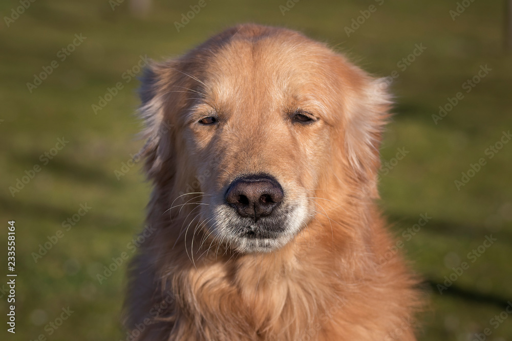Perro golden retriever Perro golden retriever