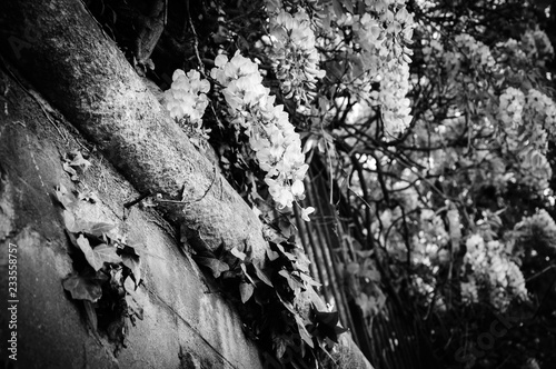 Old cemetery stone wall overgrown with blooming Wisteria flowers. Light and shadow. Summer. Black and white photo.