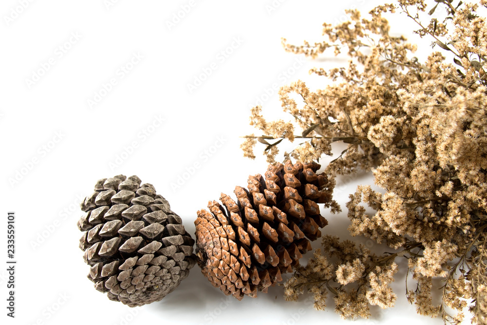 Beautiful dry flowers with Pine cone isolated on white background. Beautiful dry flowers with Pine cone isolated on white background.