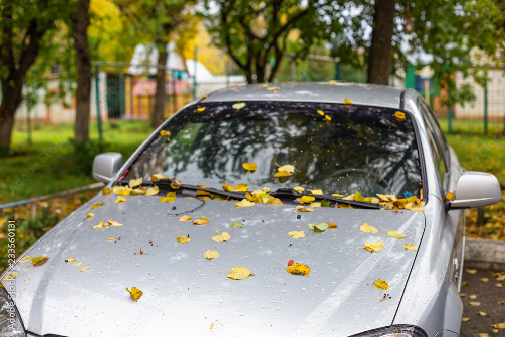 yellow leaves on the glass and hood of the car
