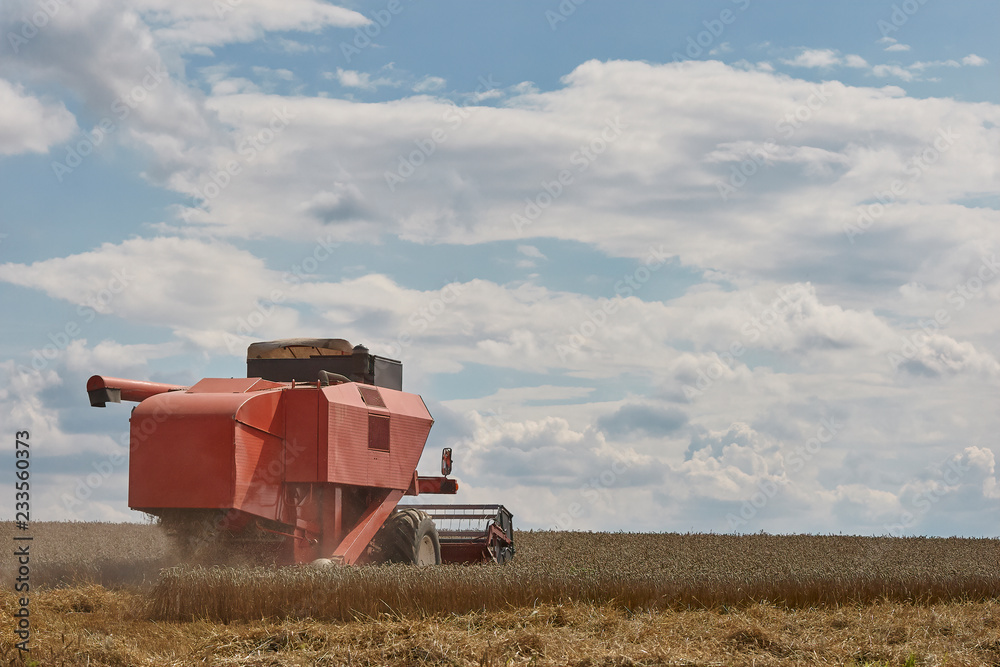 Obraz premium Harvest