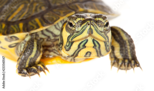Closeup of a turtle