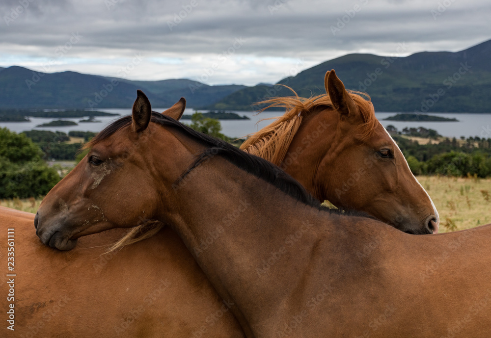 Obraz premium Dwa konie są czułe