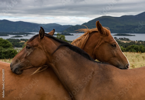 Fototapeta Naklejka Na Ścianę i Meble -  Two horses being affectionate