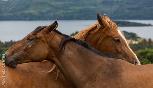 Fototapeta Naklejka Na Ścianę i Meble -  Two horses being affectionate
