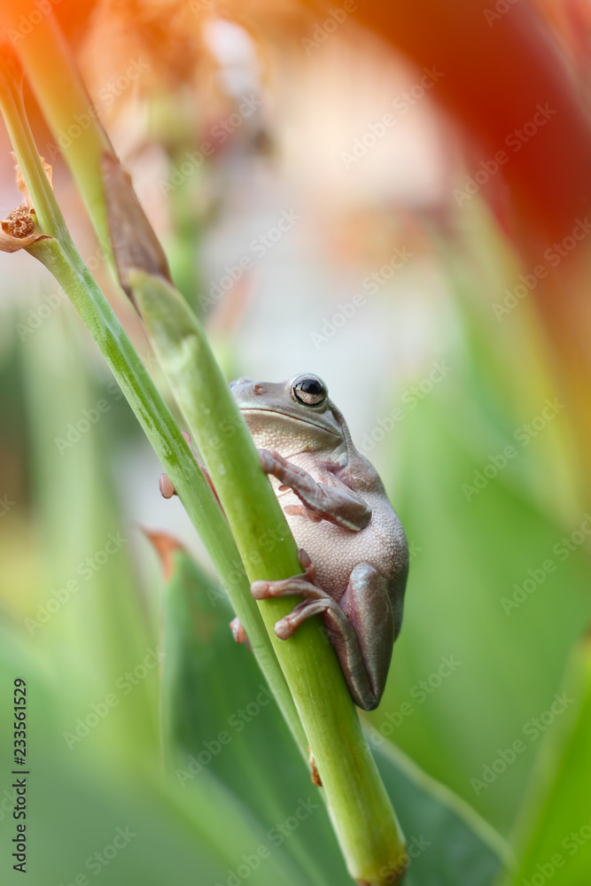 Obraz premium dumpy frog, tree frog