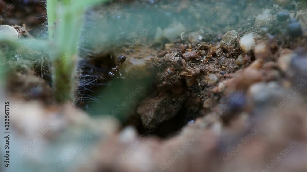 Black Ants working together. Shallow dof Black Ants working together. Shallow dof