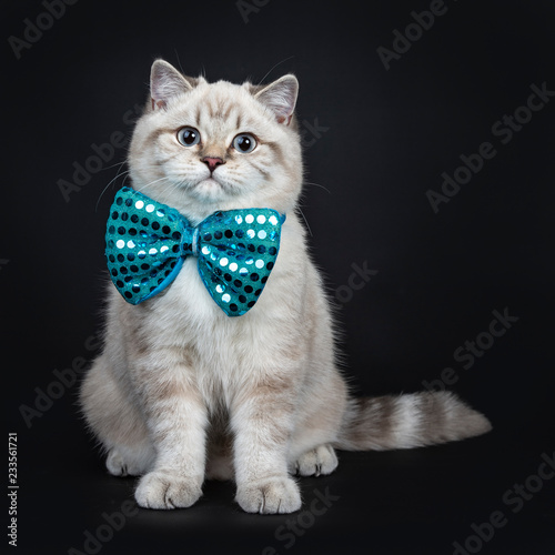 Super cute blue tabby point British Shorthair cat kitten sitting straight up wearing a blue bow tie, looking at camera with light blue eyes. Isolated on black background.