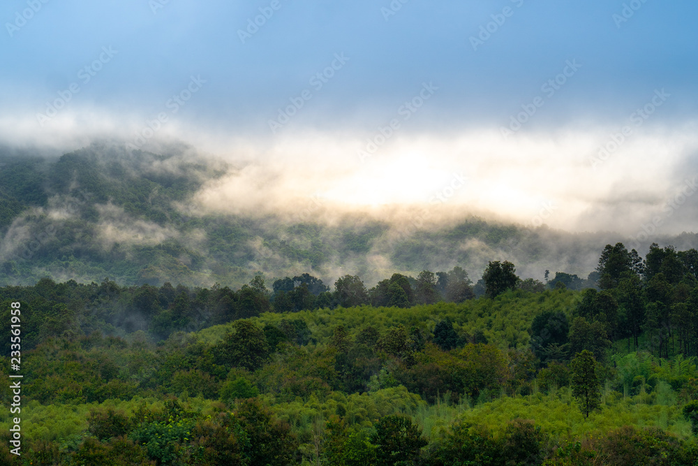Foggy morning mountain with foreground forest.