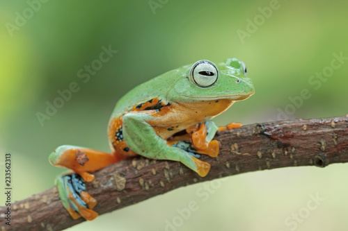 green tree frog, java frog, flying frog