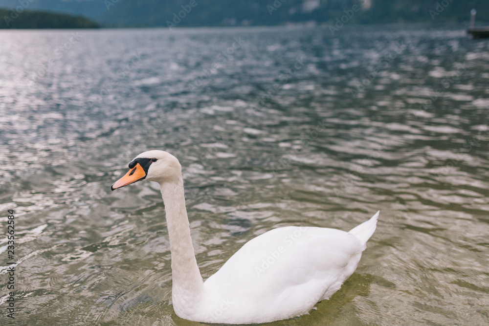 A beautiful lone swan floats in the lake.