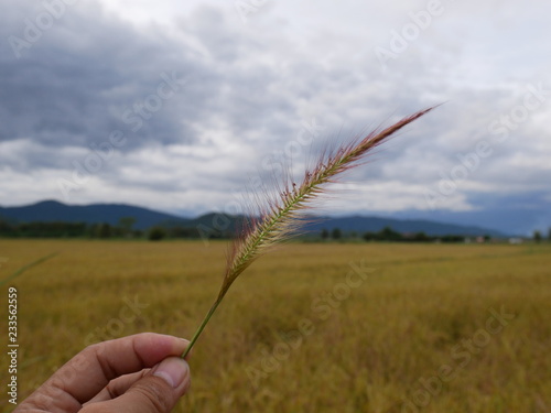 ears of wheat in field of wheat