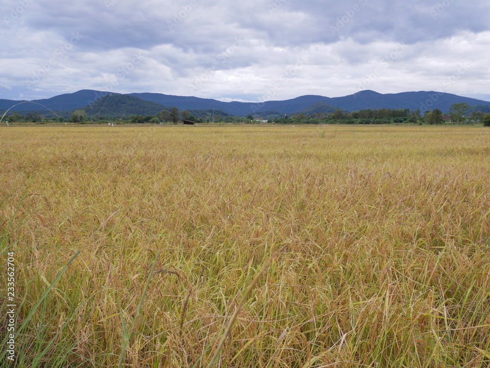 grass nature background,field of wheat grass nature background,field of wheat