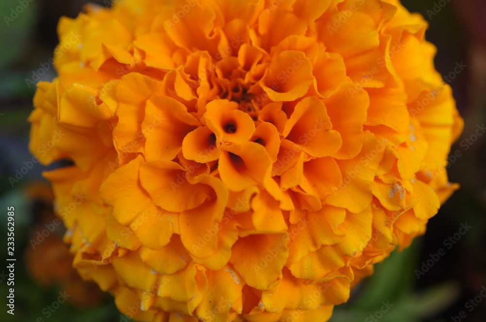 orange flower,orange flower, names, rose, wallpaper, pictures, png, garden, background