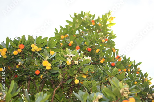 Lychee Baum,ychee baum, rot, blume, garden, green, pflanze, baum, obst, sommer, beere, blatt, frühling, feld, busch, essen, herbst, jahreszeit, ast, wald, orange, 