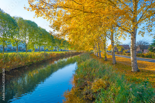 Trees in fall colors along a canal in a residential area in sunlight 