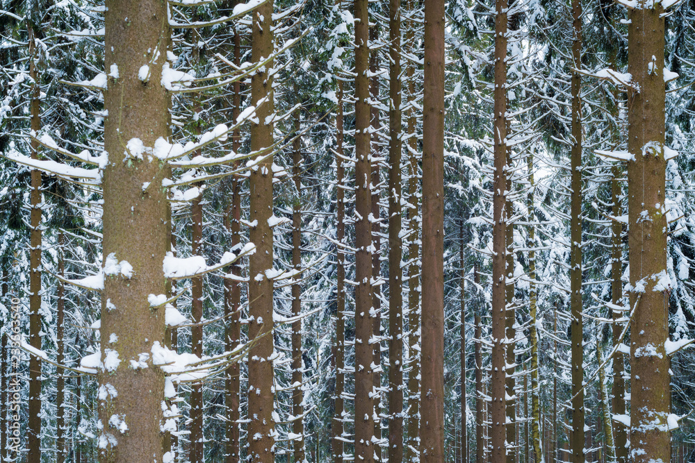 Fototapeta premium Bäume mit Schnee im Winter