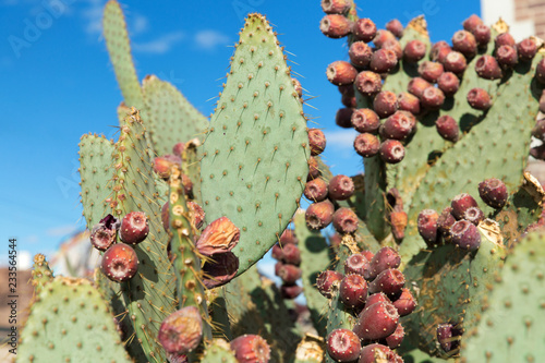 nature  botany and floral concept - close up of cactus growing outdoors over blue sky