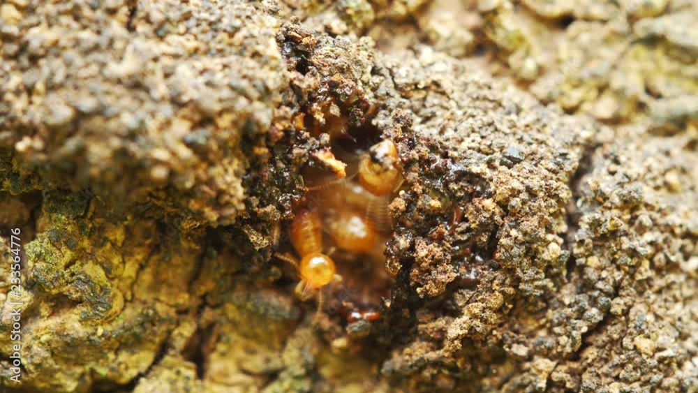 Close-up termites workers repairing a tunnel on Tree. (Time lapse) Close-up termites workers repairing a tunnel on Tree. (Time lapse)