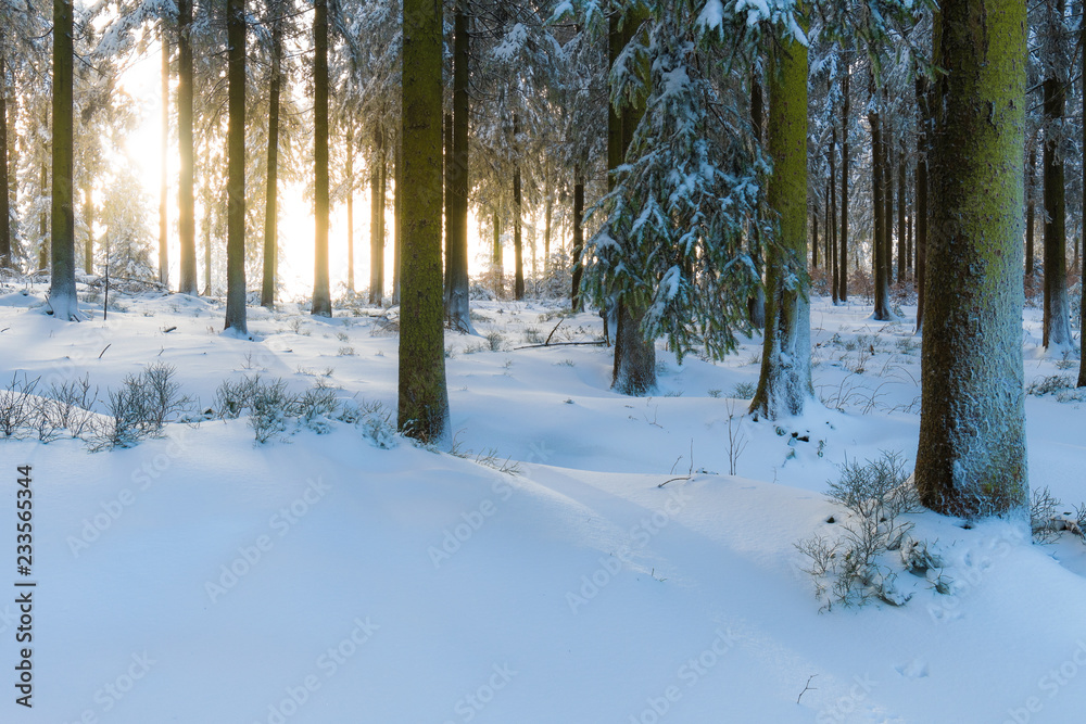 Die Sonne scheint in einen Wald im Winter mit viel Schnee
