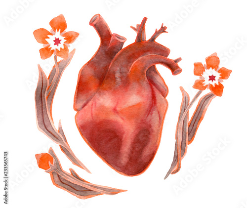 Watercolor human heart with flowers on white