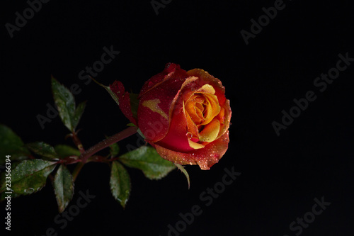 Fototapeta Naklejka Na Ścianę i Meble -  Fresh rose with dew drops close up on black background