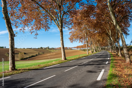Route de campagne bordée de platanes, champs labourés, automne, Tarn, France
