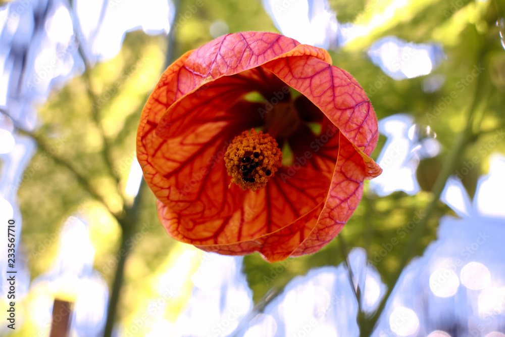 51 Best ウキツリボク Images Stock Photos Vectors Adobe Stock