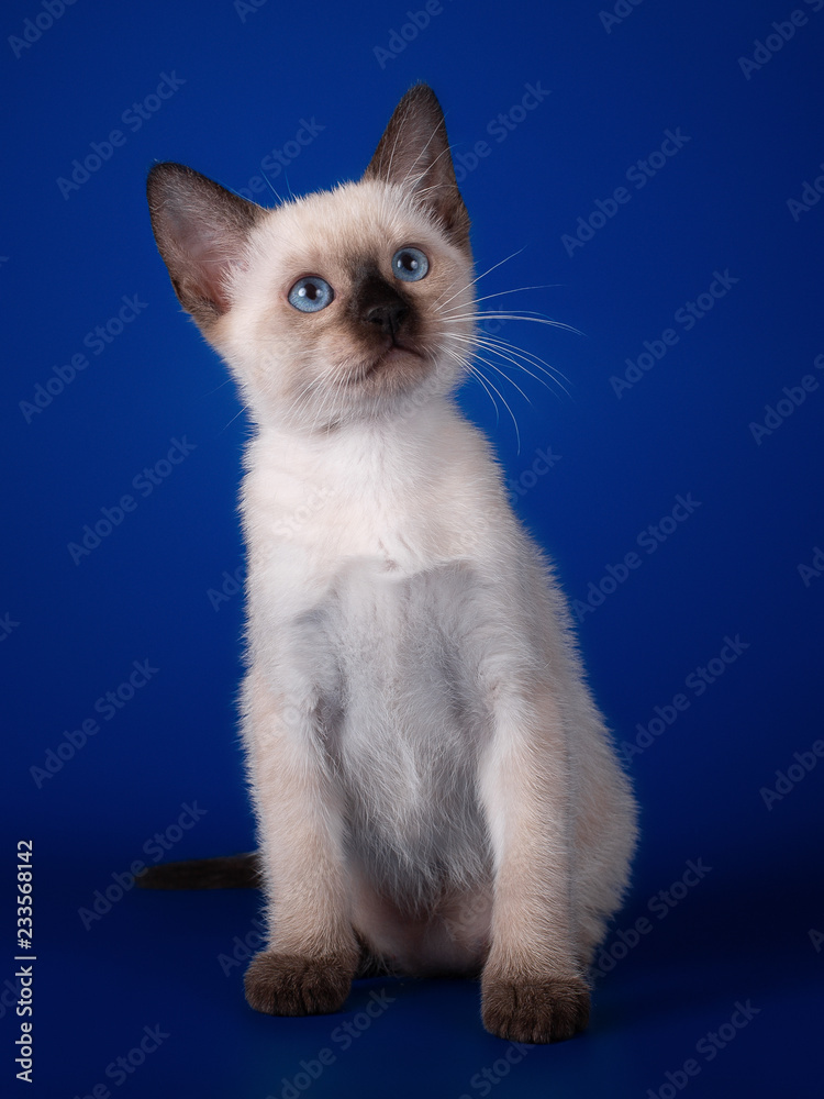 Thai  tabby kitten on a blue background