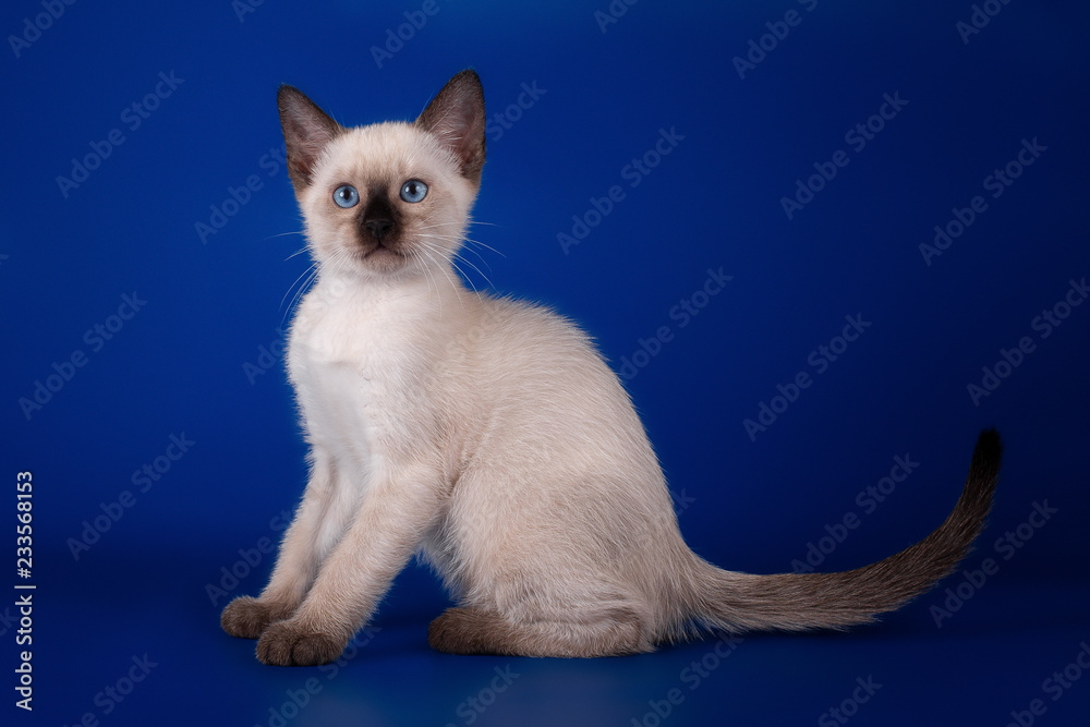 Thai  tabby kitten on a blue background