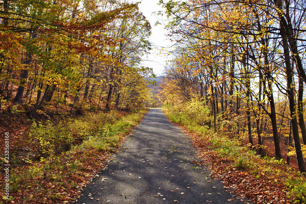 Naklejka premium Colorful autumn landscape in a forest with a road and fallen leaves